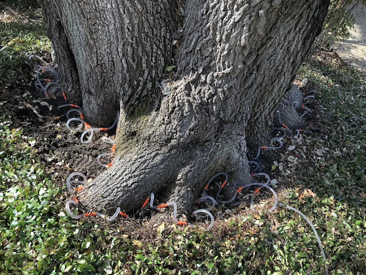 Detailed Tree Cabling and Bracing job site in Prichard