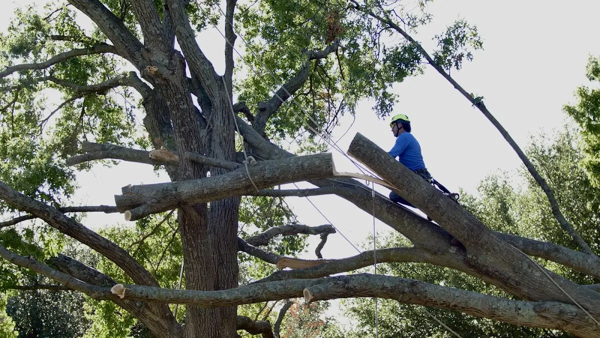 Professional Crown Thinning performed by certified arborists in Prichard
